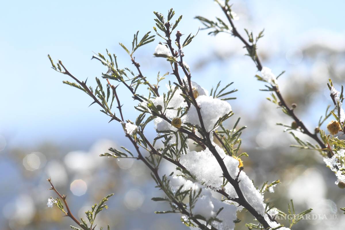 Protección Civil: Saltillo sin riesgo de nevadas, pero hay que mantener medidas preventivas