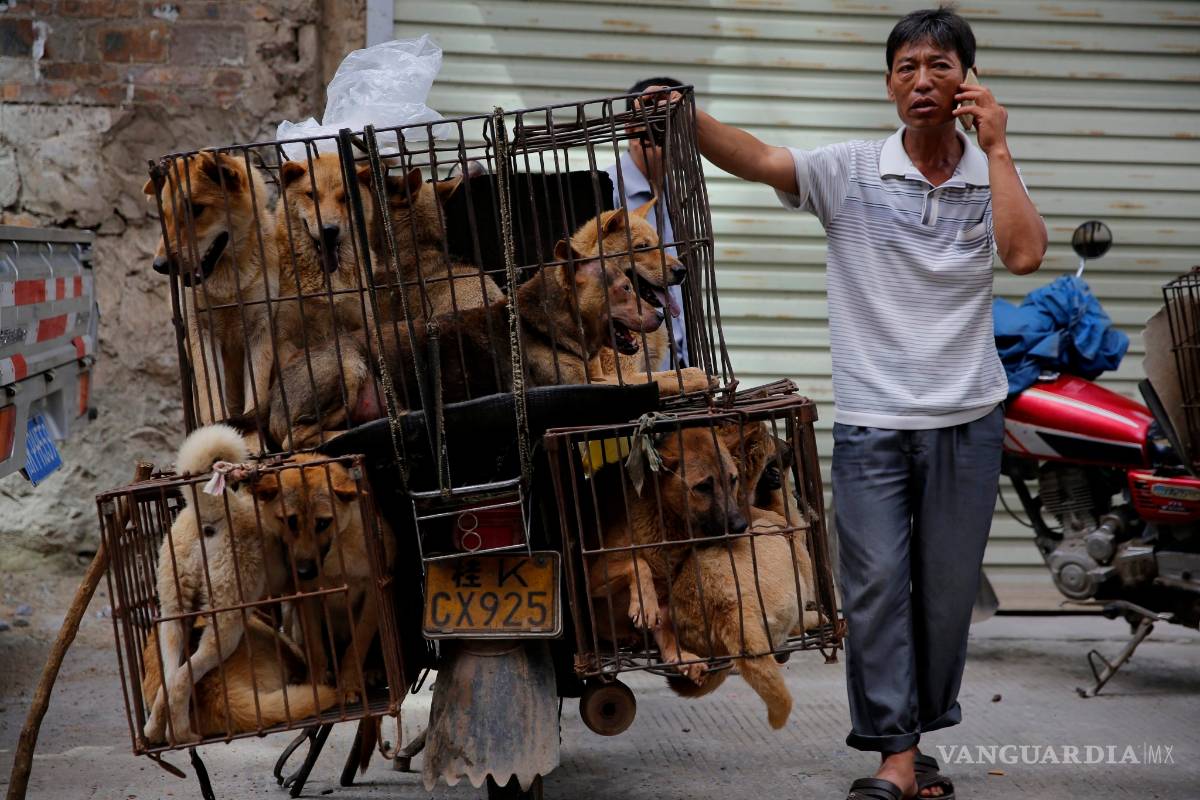 Pese a protestas, China celebra su mayor festival de carne de perro