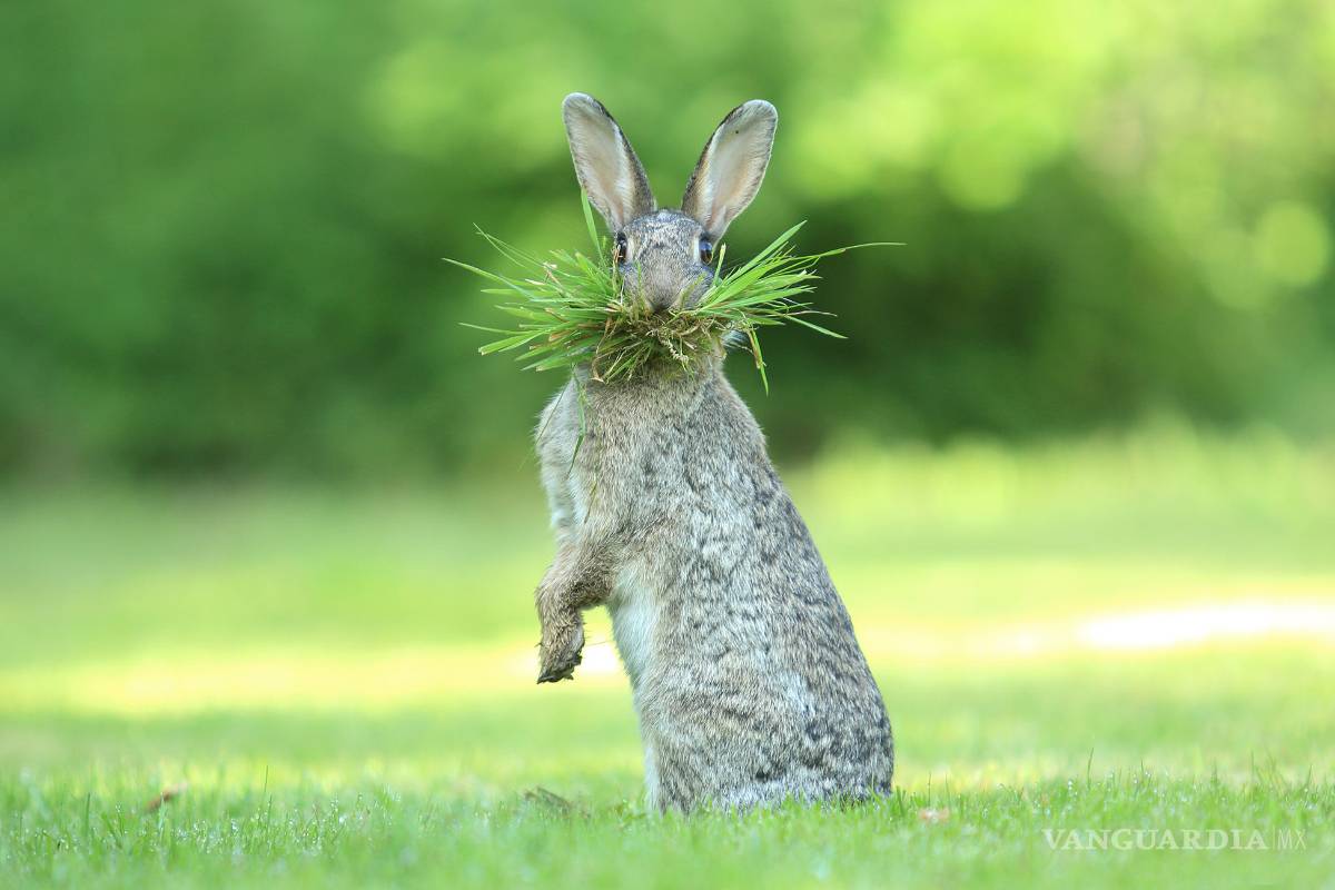 $!Comedy Wildlife Photography Awards: Los momentos más graciosos del mundo animal