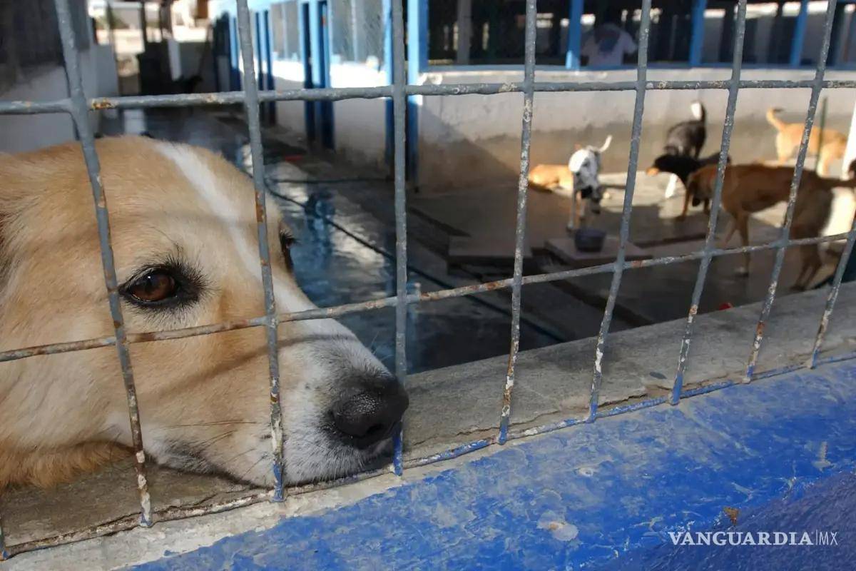Saltillo: invitan a adoptar y no comprar mascotas en temporada decembrina