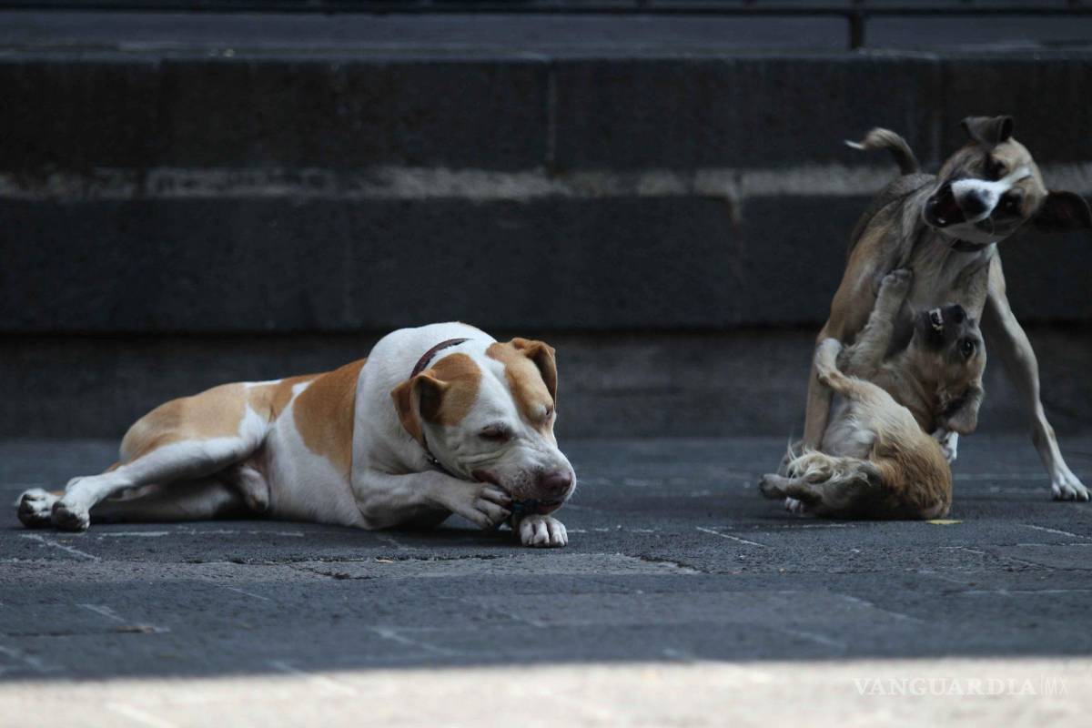 Cuetes en Navidad y Año Nuevo disparan estrés severo en perros, gatos y fauna: expertos