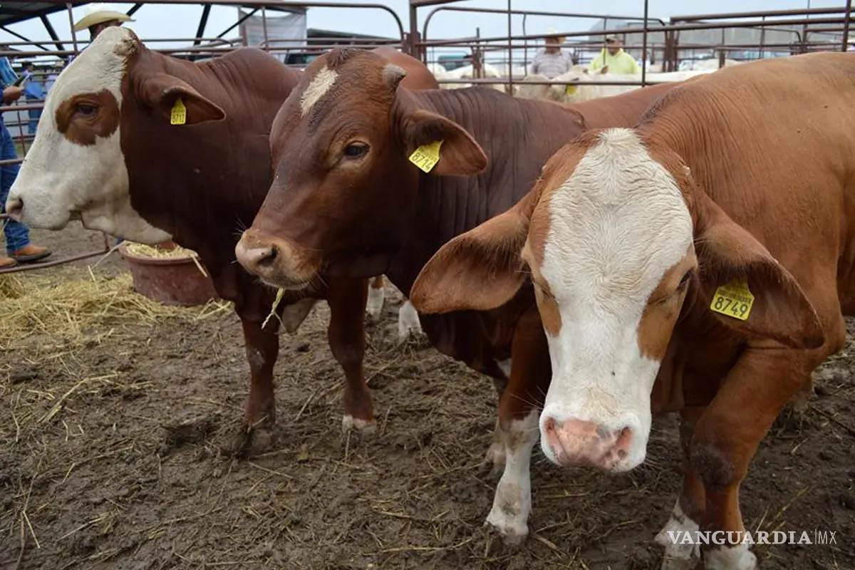 Coahuila se prepara para recibir a inspectores de EU; esperan reabrir la frontera ganadera