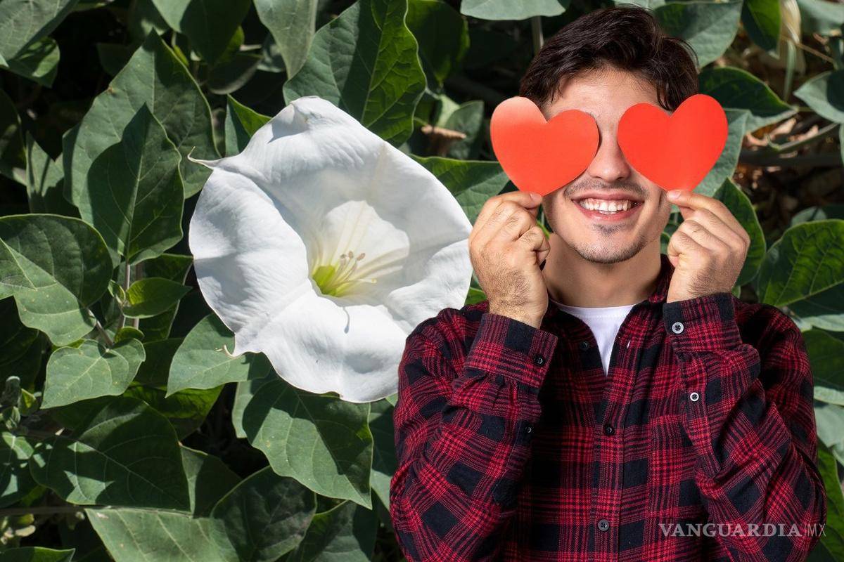 ¿Te dieron toloache?... la peligrosa planta con ‘poderes amorosos’ que podría causar la muerte