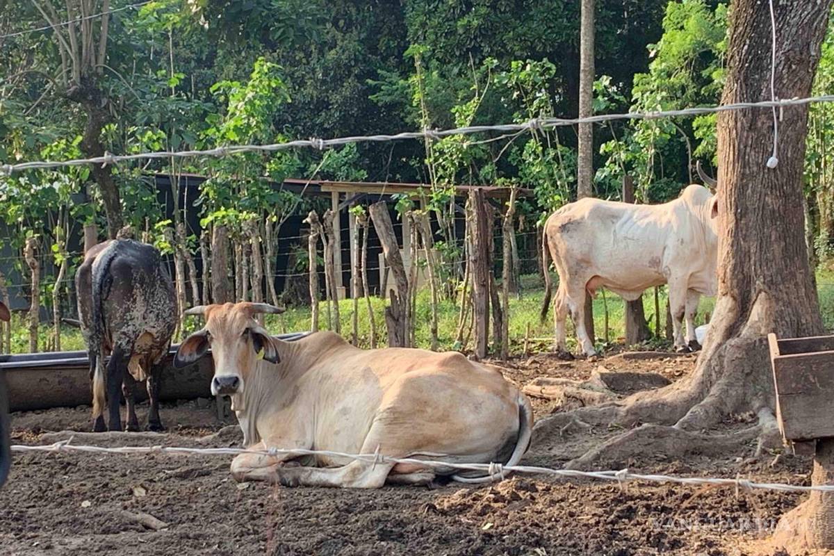 Gusano barrenador genera desasosiego para próximo año