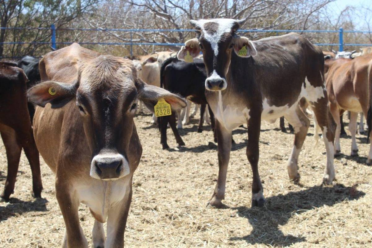 BCS se blinda contra el gusano barrenador para evitar crisis en la ganadería