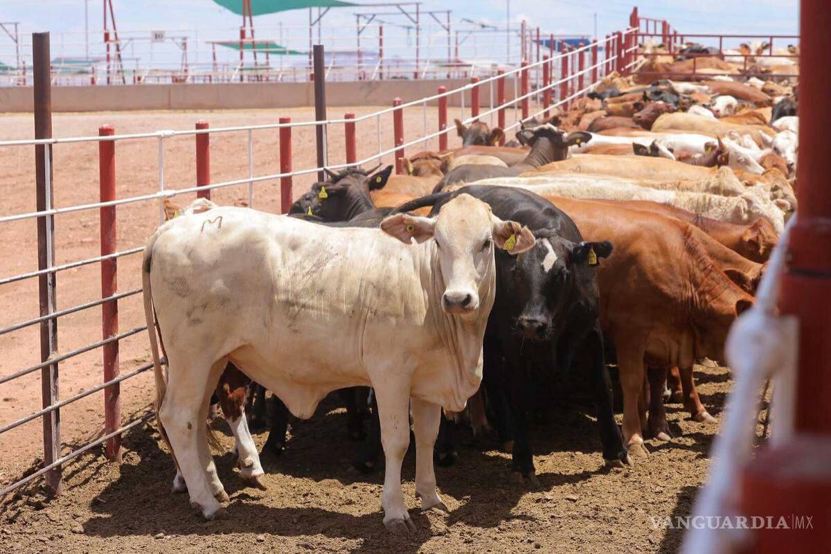 Retraso en reapertura de frontera pone a prueba al sector ganadero de Coahuila: UGRC