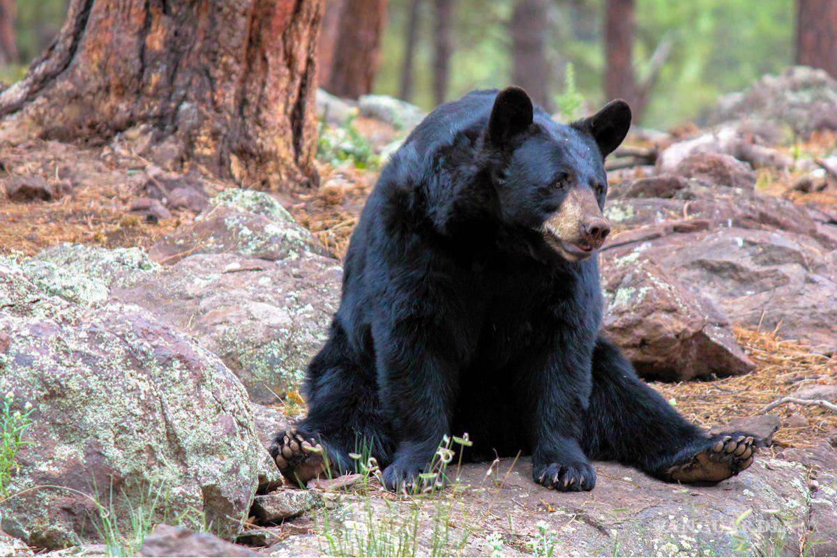 Coahuila se integra al proyecto del Corredor Biocultural Frontera Norte