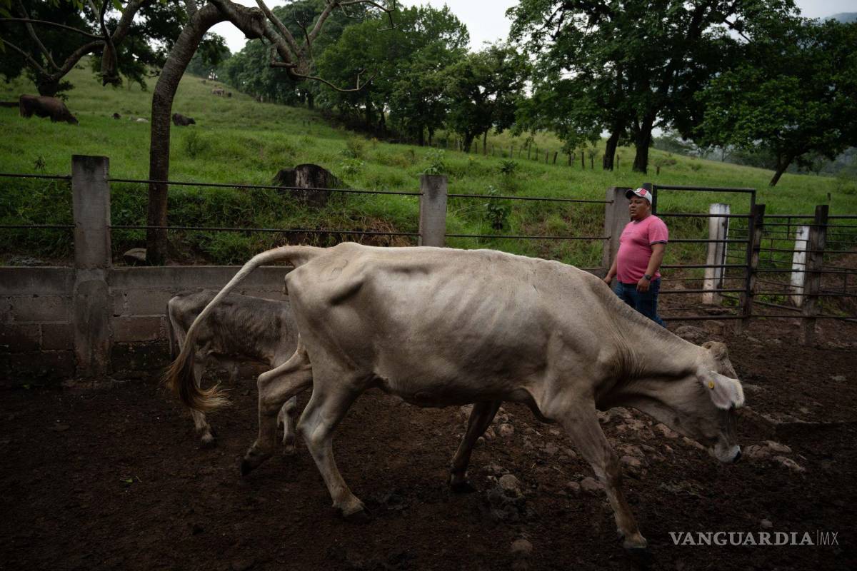 Piden liberar moscas estériles para combatir gusano barrenador