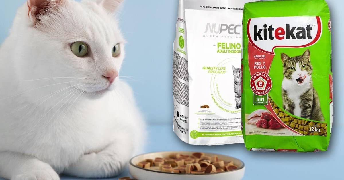 ¿Hay gato encerrado en las croquetas para tu ‘michi’?... Según Profeco, estas son las marcas más engañosas y dañinas para tu mascota