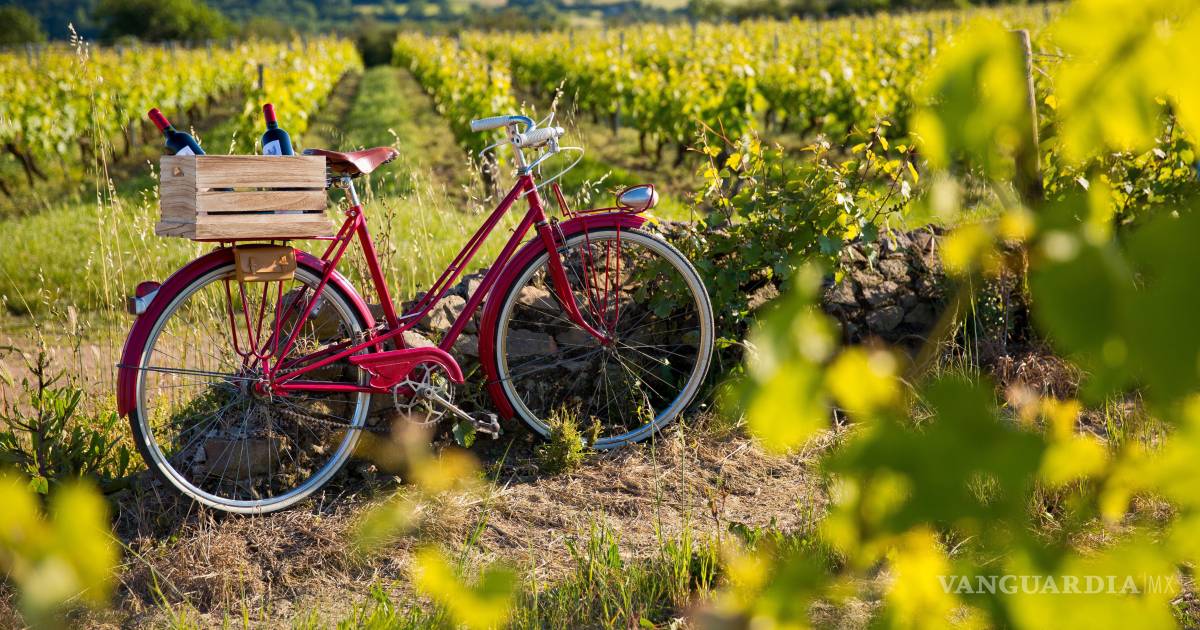 Vendimias 2026: experiencias entre viñedos, vino y tradición mexicana
