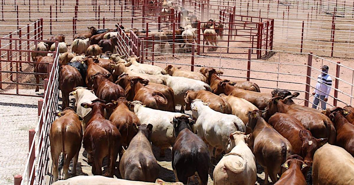 Sheinbaum, al rescate de los ganaderos de Coahuila