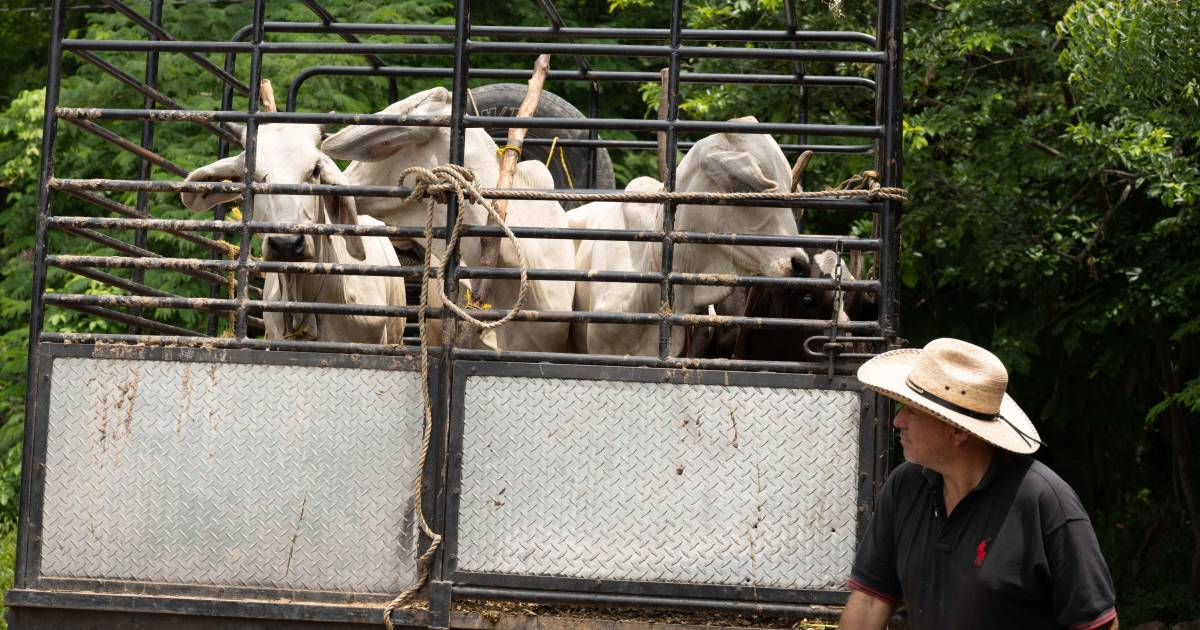 Detectan segundo caso de gusano barrenador en ganado en Nuevo León