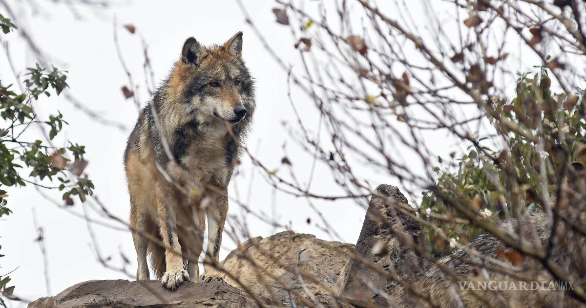 Frena falta de concientización en Coahuila liberación y reproducción del lobo mexicano