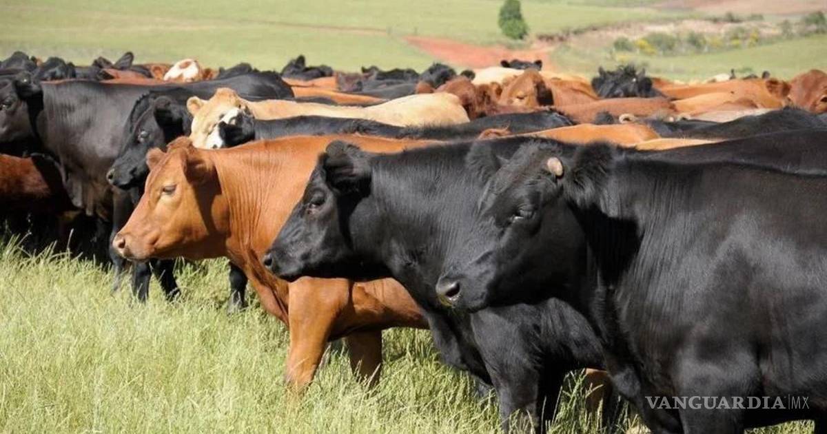 El aumento de casos de gusano barrenador en EU moviliza a las autoridades