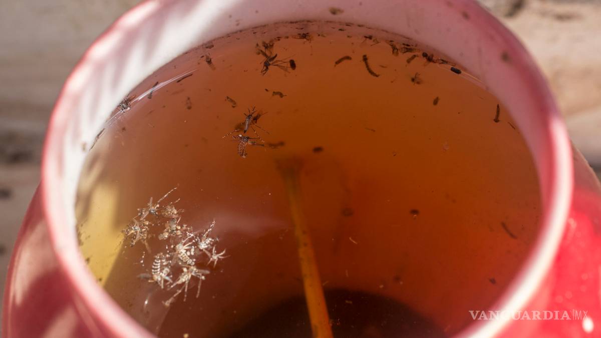 Detectan par de casos de dengue en Coahuila