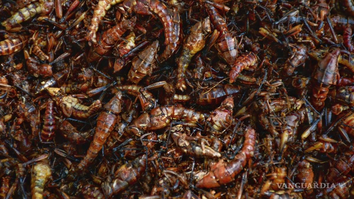 Chapulines y tunas en Saltillo: sabores del sur (Oaxaca) que conquistan el norte