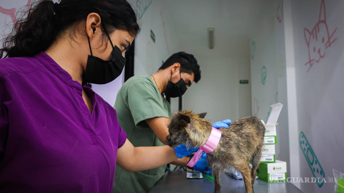 Tras denuncias de maltrato, aseguran 34 ejemplares del Centro de Bienestar Animal de Santa Catarina