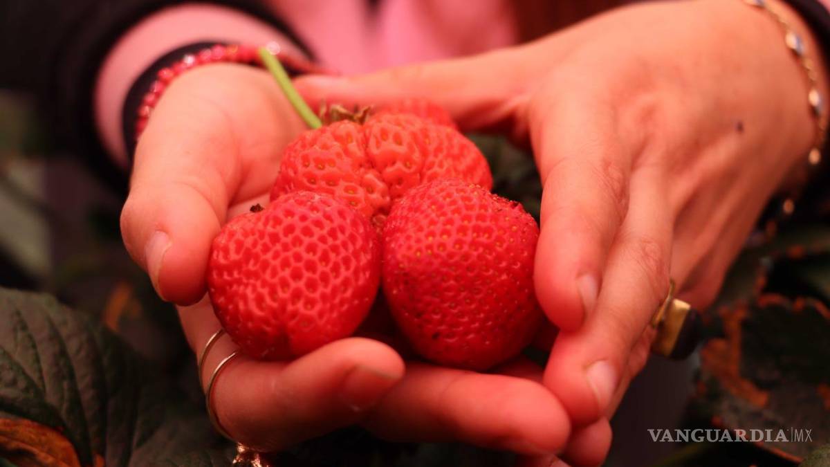 Alumnos de la UAAAN arman granjas verticales para revolucionar cultivos