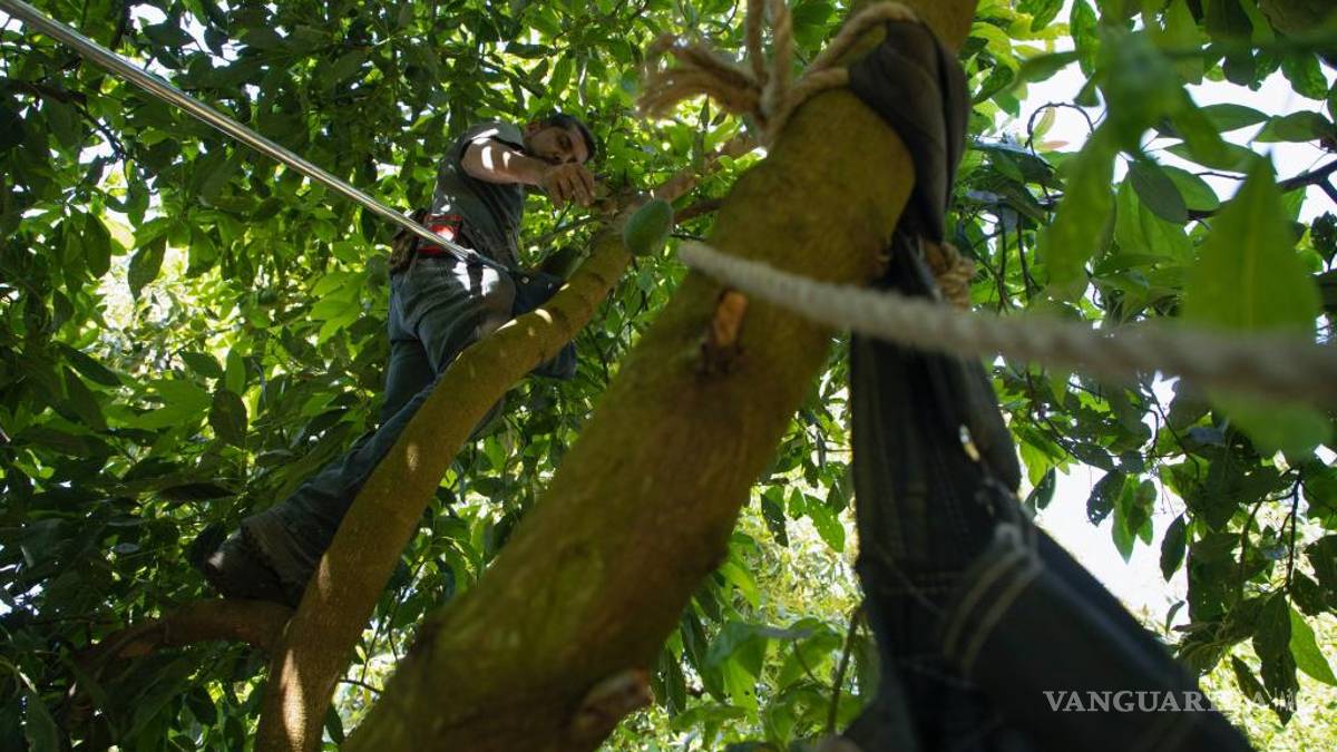 Ruta de los aguacates mexicanos para el Super Bowl, es larga y peligrosa