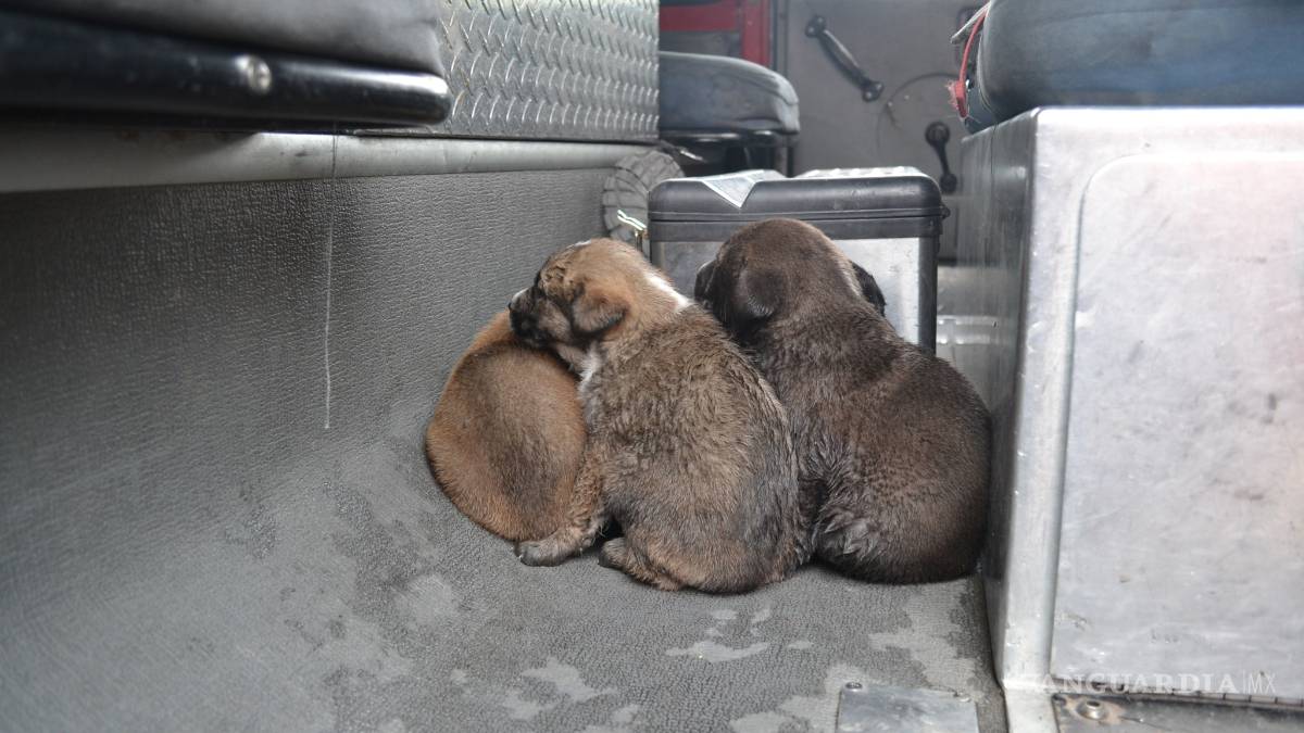 Salvan de las llamas a cuatro cachorros