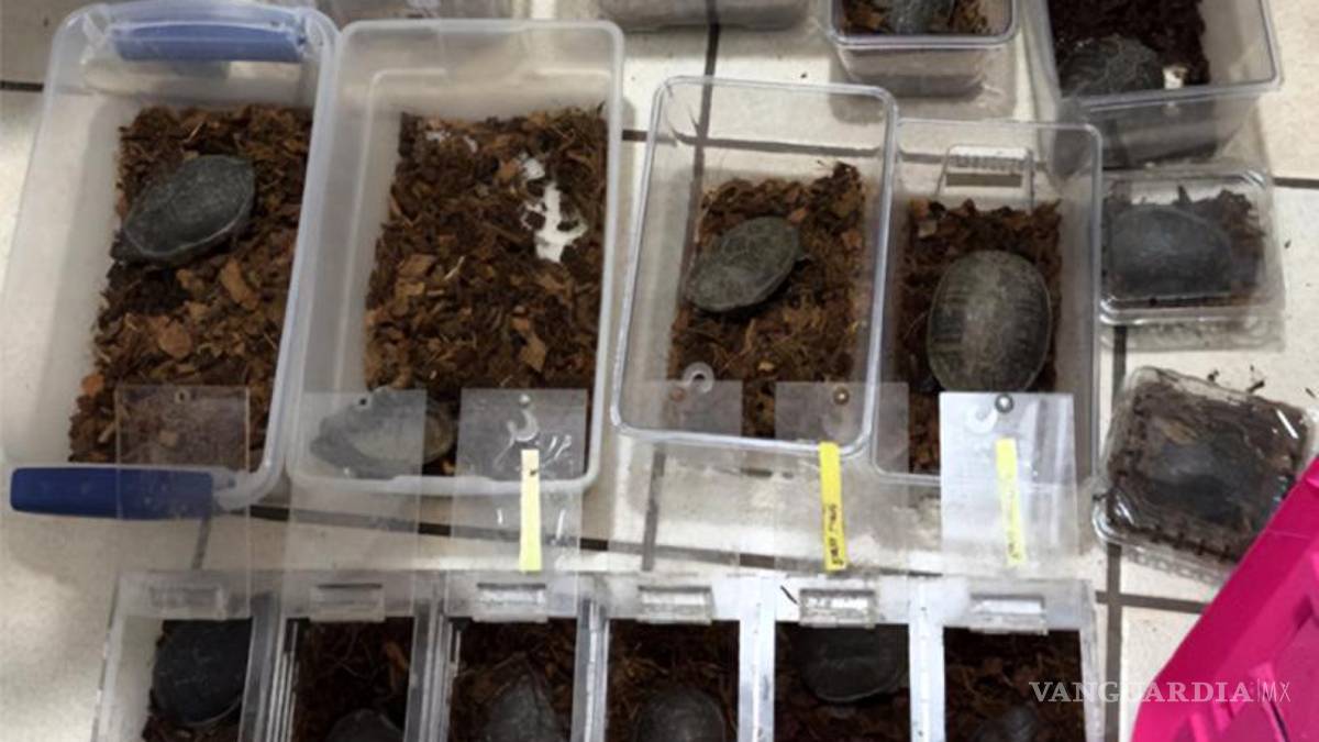 Aseguran 95 especies protegidas en un autobús sobre la carretera Juárez-Chihuahua