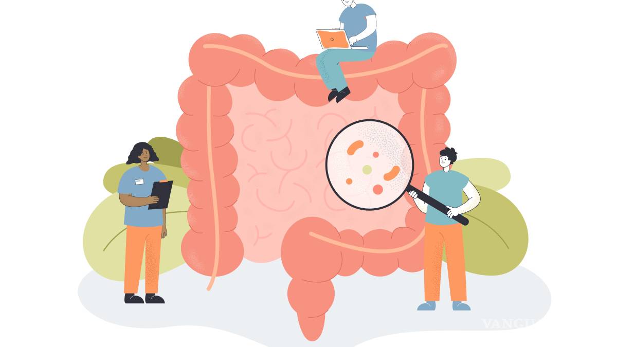 El intestino: El órgano que podría estar influyendo en mucho más de lo que imagina