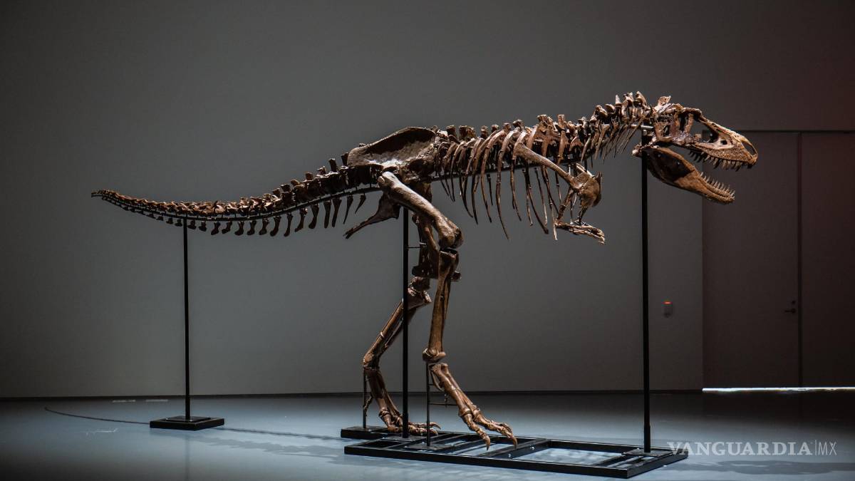 Subastan el esqueleto de un dinosaurio de hace 77 millones de años