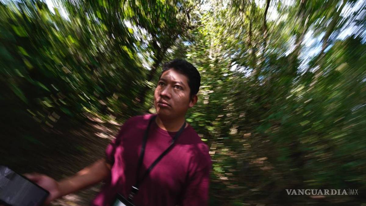 La selva de Calakmul, el nuevo foco rojo del Tren Maya