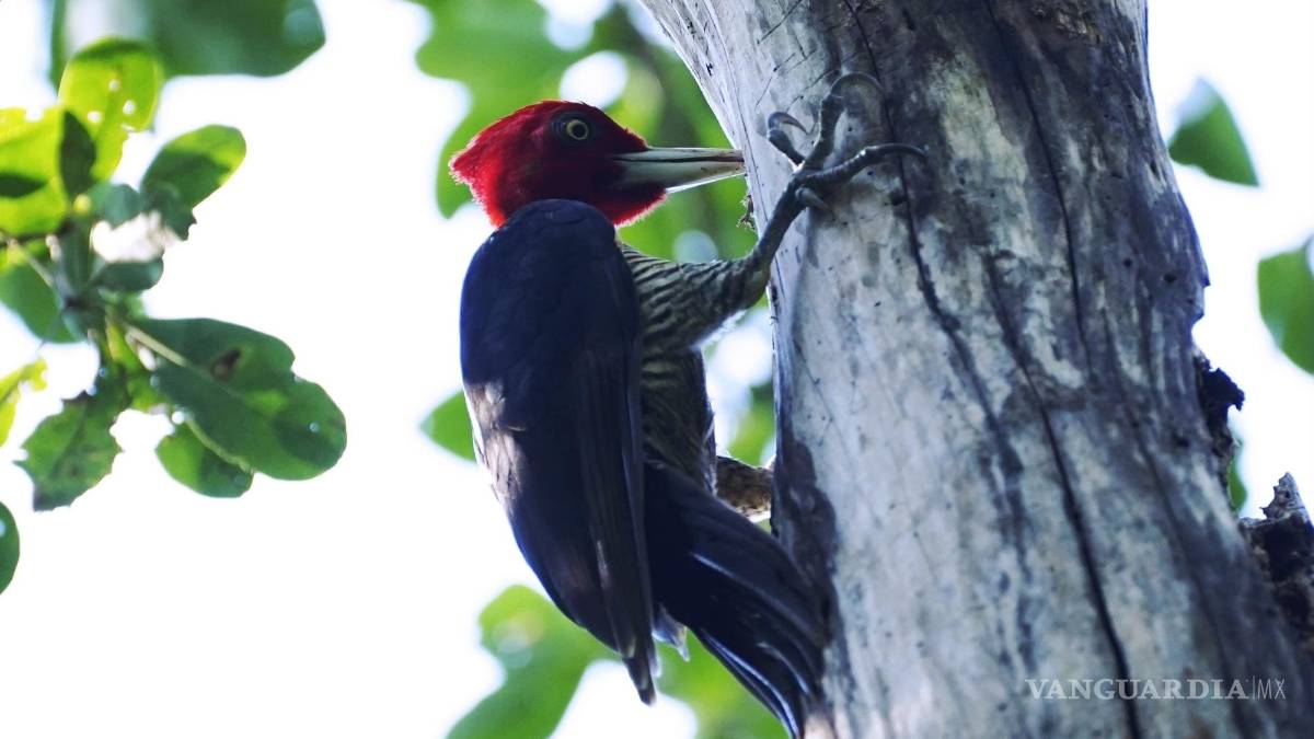 La selva de Calakmul, el nuevo foco rojo del Tren Maya