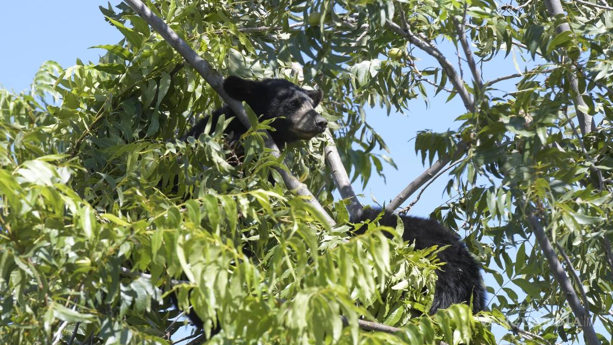 Atrapan a familia de osos en Monte de Sinaí