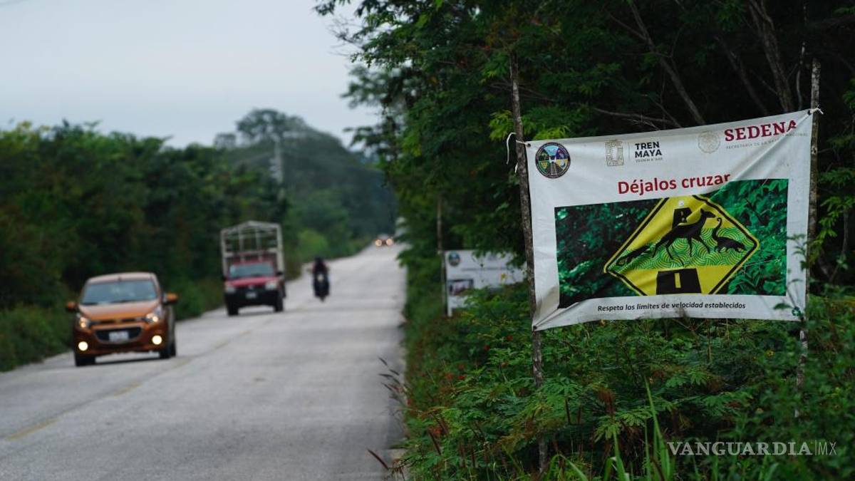 La selva de Calakmul, el nuevo foco rojo del Tren Maya