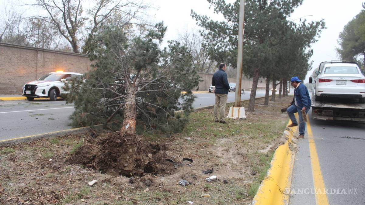 Destruye su auto y derriba pino tras choque, en Saltillo