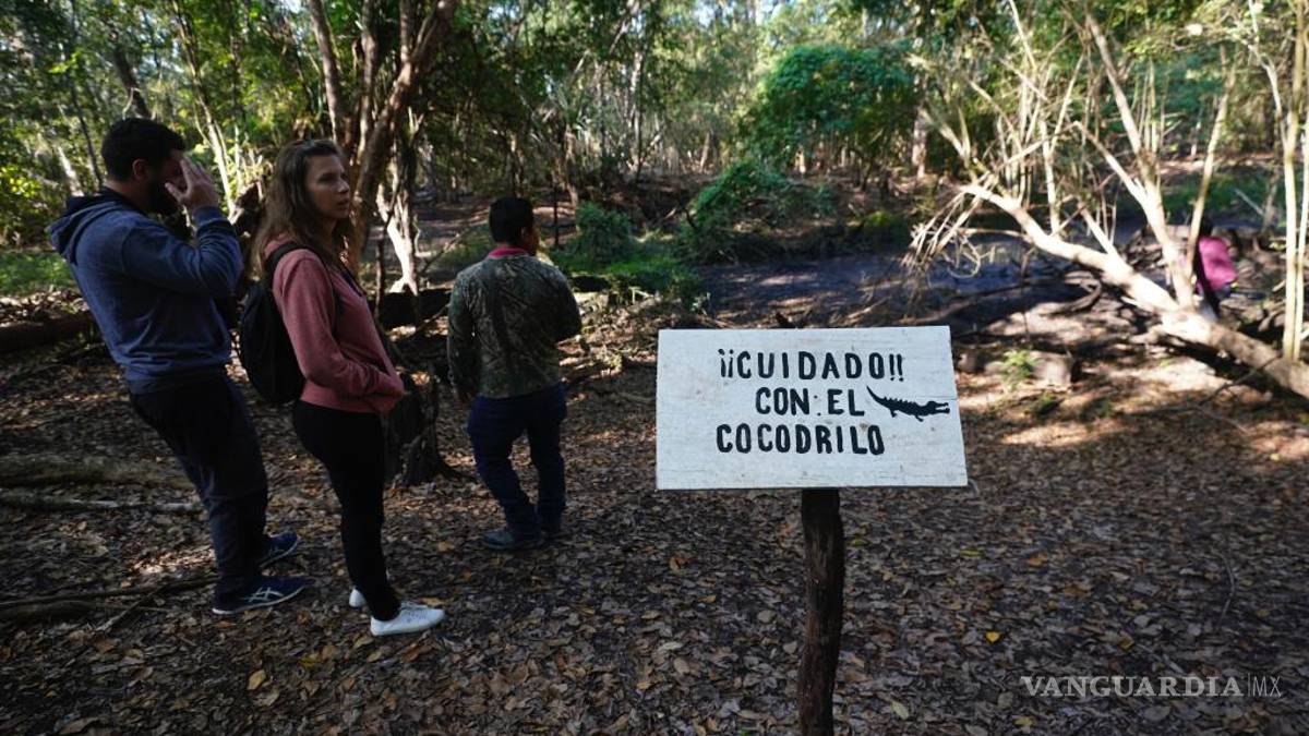 La selva de Calakmul, el nuevo foco rojo del Tren Maya