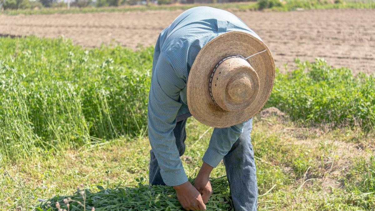 En dos años se incrementa en 100 millones de dólares venta de plaguicidas ilegales en México