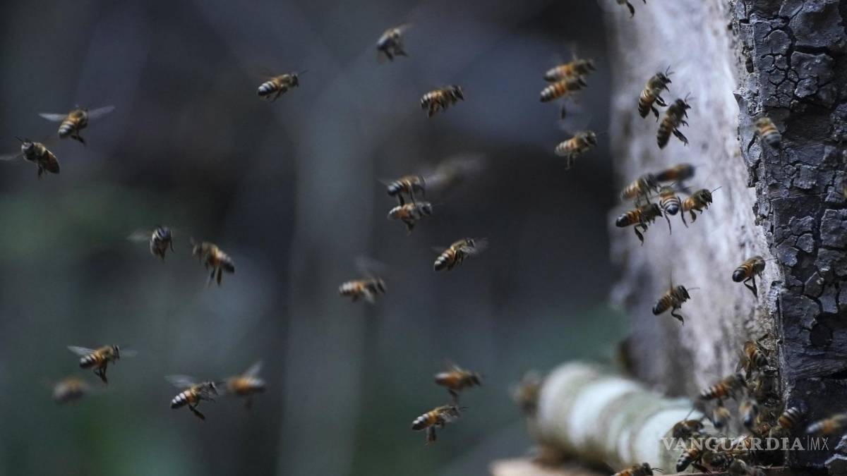 La selva de Calakmul, el nuevo foco rojo del Tren Maya