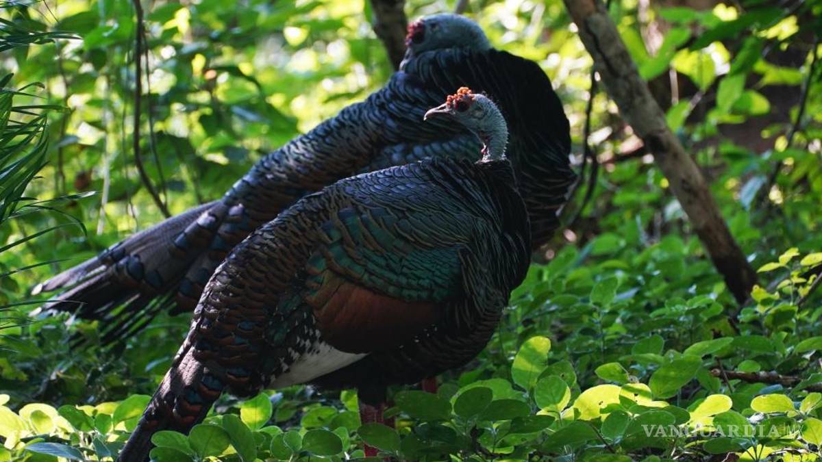 La selva de Calakmul, el nuevo foco rojo del Tren Maya