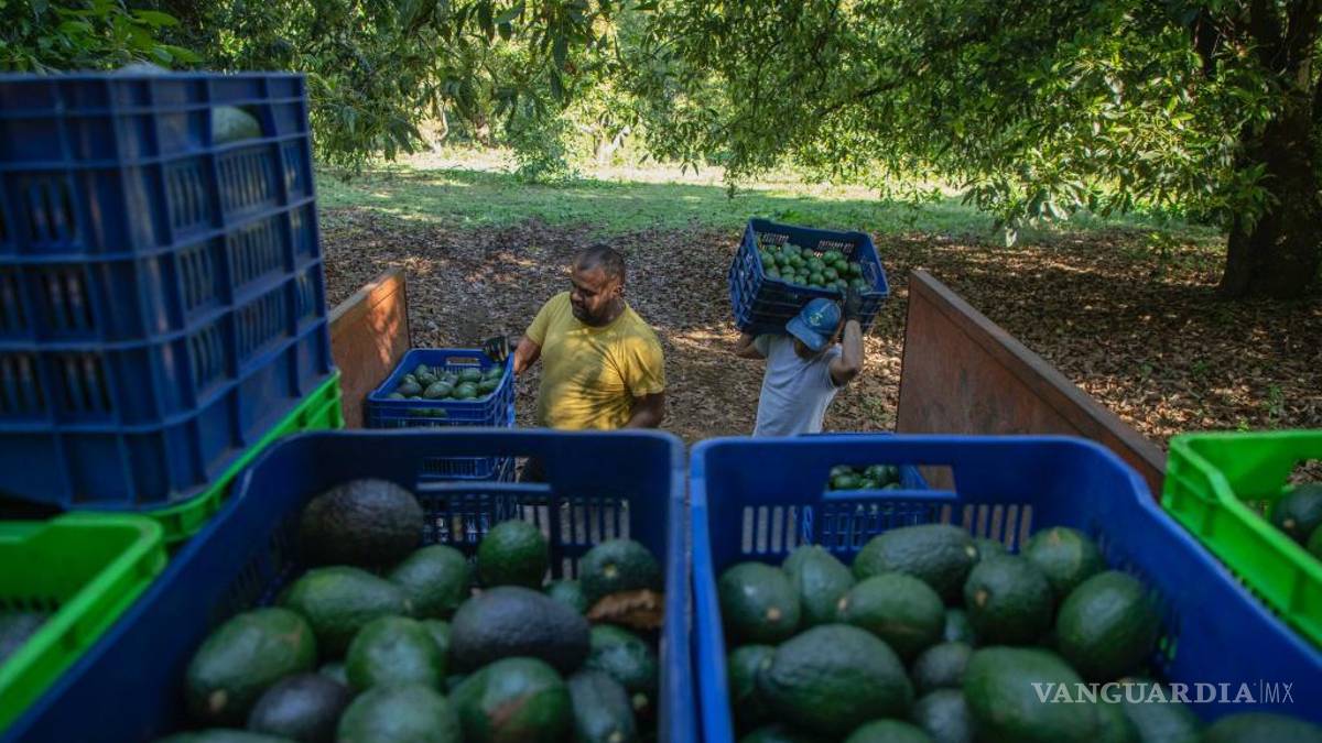 Ruta de los aguacates mexicanos para el Super Bowl, es larga y peligrosa