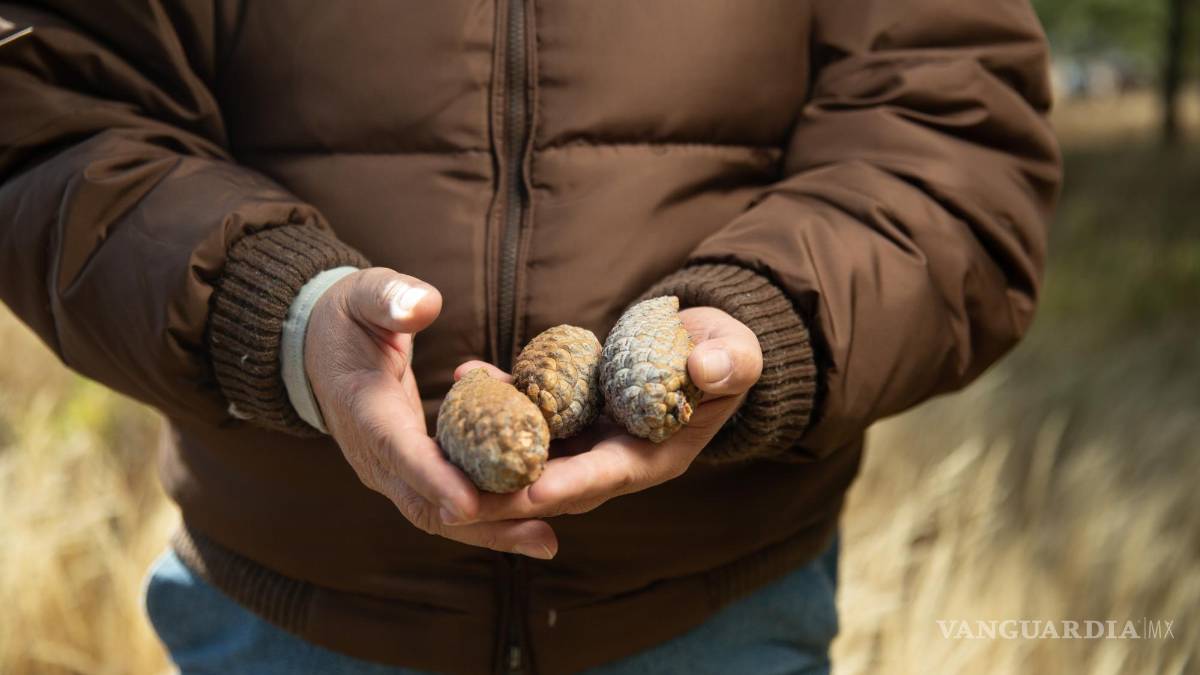 Eladio Cornejo: Desde la trinchera forestal