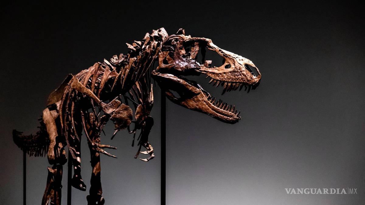 Subastan el esqueleto de un dinosaurio de hace 77 millones de años