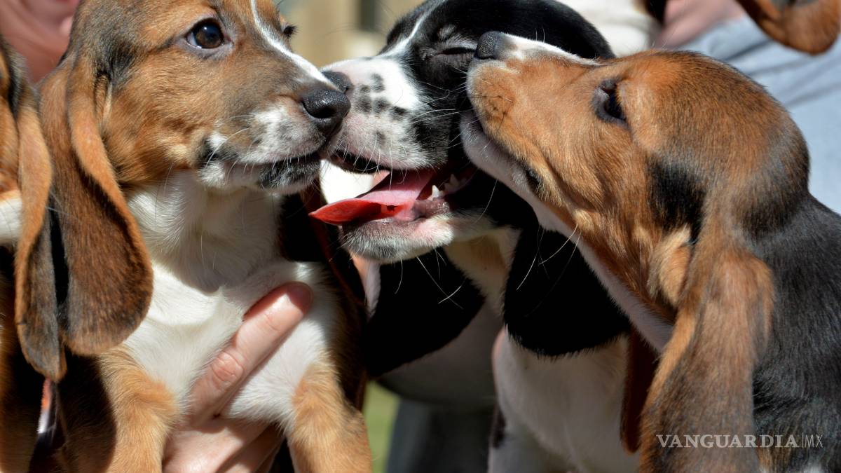 Nacen los primeros perros por fecundación in vitro