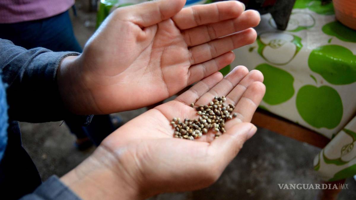 Hay potencial para ser líderes mundiales de cannabis: experto