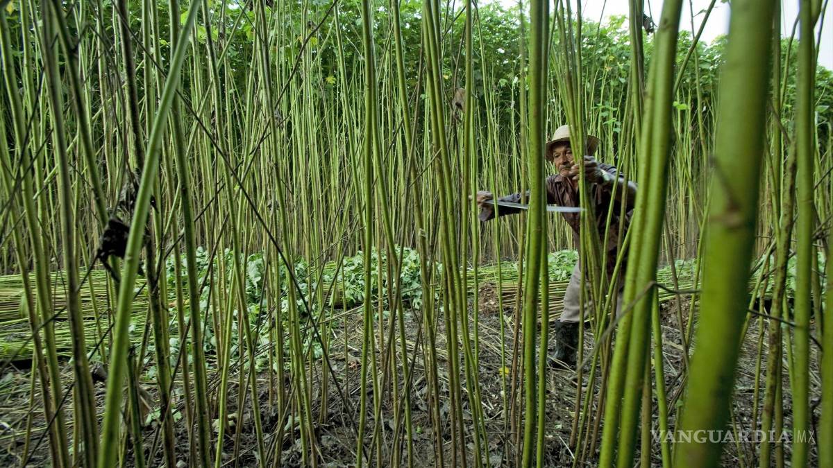 Prometieron empresas salvar los bosques, ¿lo cumplieron?