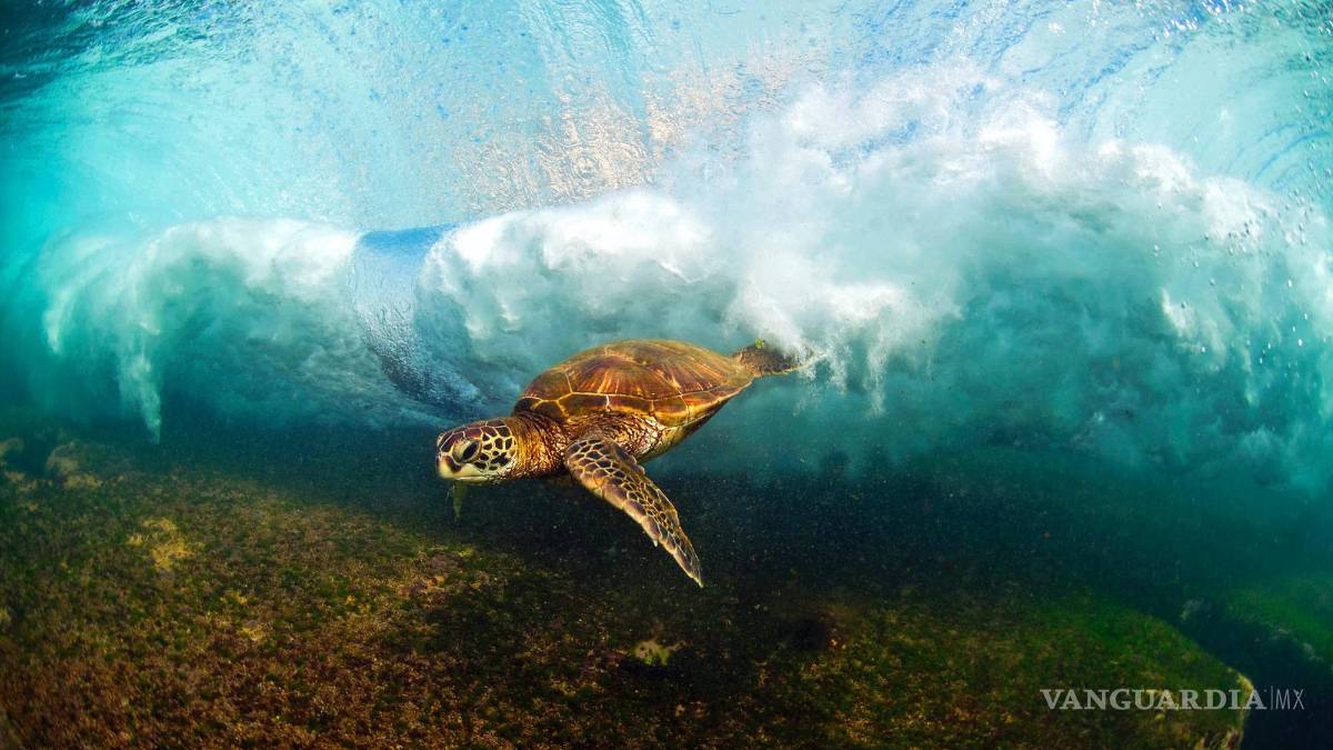 Clark Little encuentra el arte en las más poderosas y peligrosas olas en el mundo