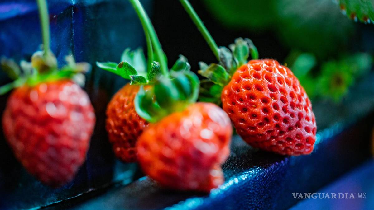 Leo Lobato Kelly: Legado por un futuro sin hambre