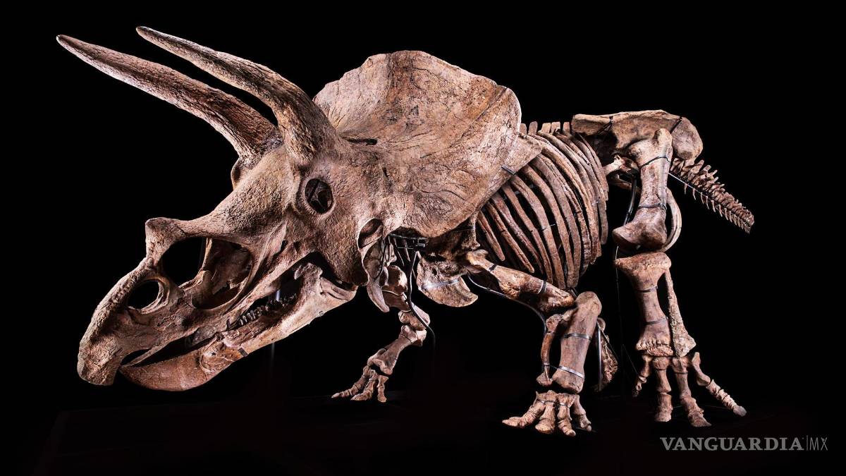 Museo de Florida exhibirá un Triceratops, el mayor de su especie nunca antes descubierto