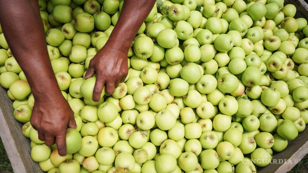 Economía inicia investigación antidumping por importaciones de manzana de EU