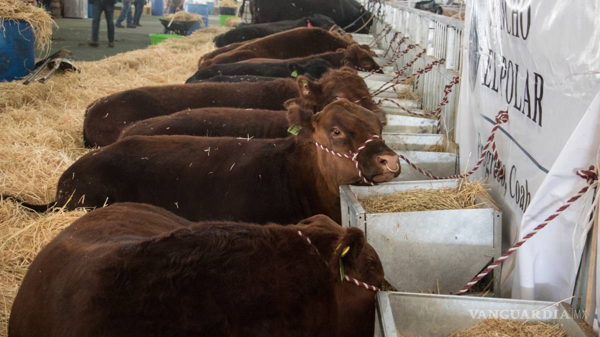 Exportará Coahuila 50 mil cabezas de ganado