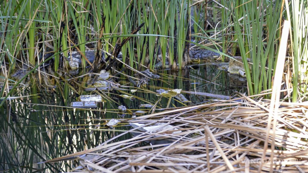 Alto grado de contaminación del Pozo Azul vuelve letal entorno para Carpita de Saltillo