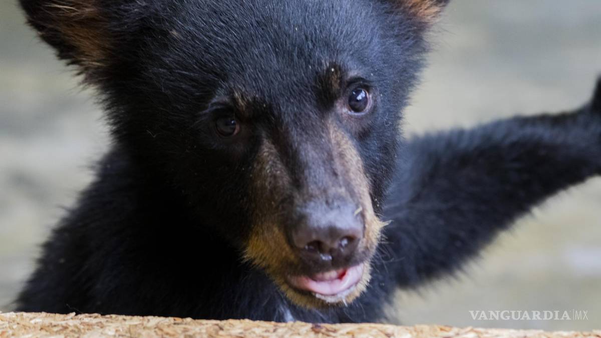 Cachorros huérfanos de osa atropellada ya no regresarán al entorno natural; evalúan lugares de resguardo