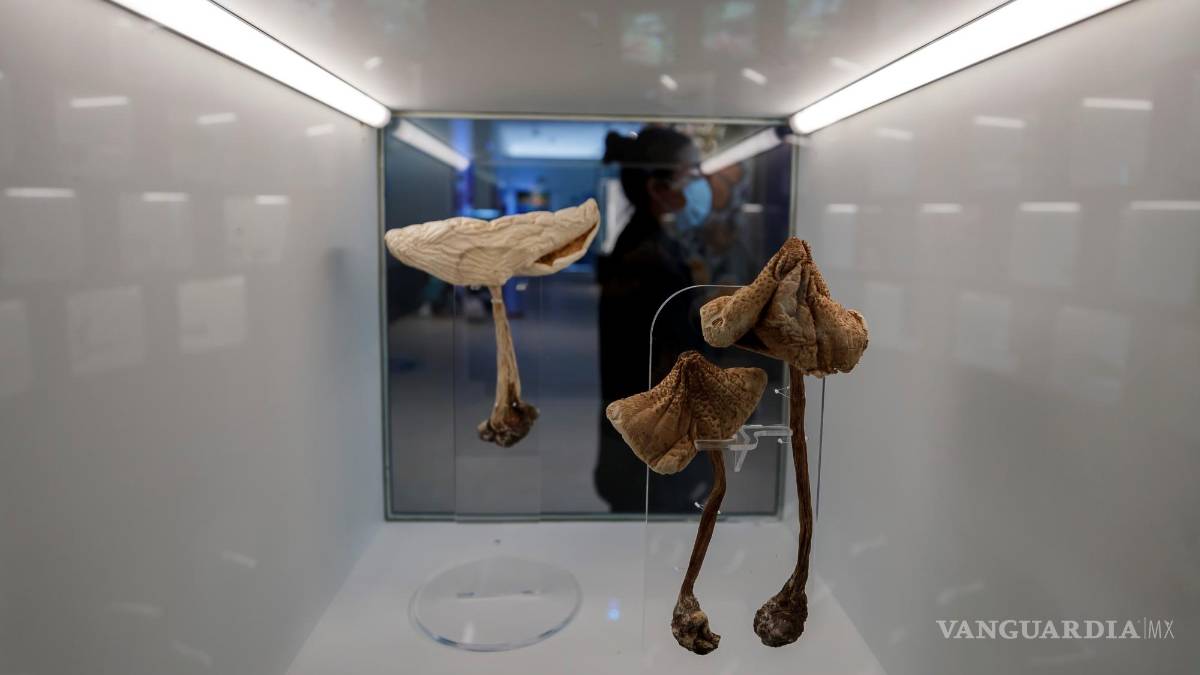 UNAM inaugura su Pabellón de la Biodiversidad con el apoyo de la Fundación Slim